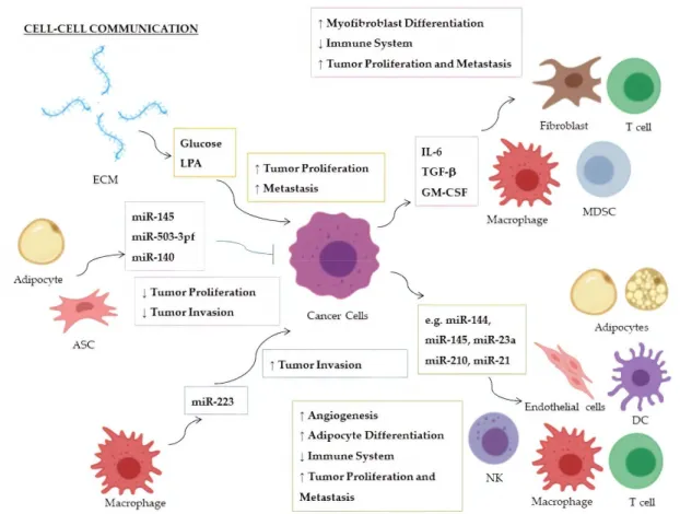 Figure  1.  Cell–cell  communication  within  the  tumor  microenvironment:  On  the  left,  factors  and 