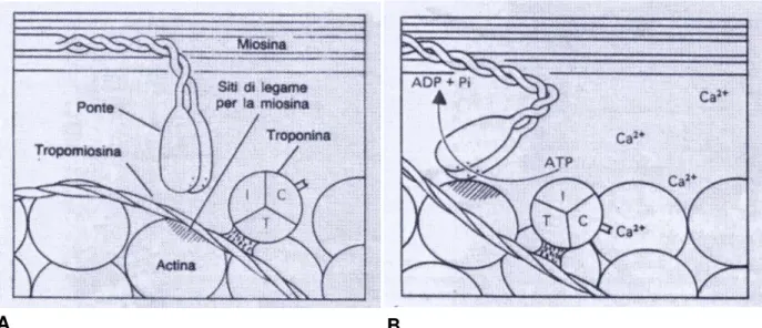Figura 3 . La contrazione del muscolo inizia quando il Ca 2+  si lega alla subunità TnC  della Troponina, con la conseguente liberazione nell’actina del sito di legame per la  miosina (Figura A, tratteggio obliquo)