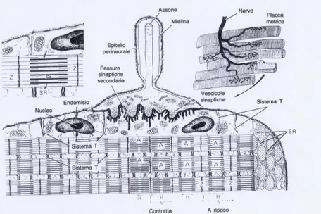 Figura 7 : Ultrastruttura della placca motrice e meccanismo della contrazione. In alto a  destra si illustra la ramificazione di un piccolo nervo con una placca motrice per ogni  fibra muscolare