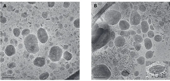 Figure 23. Cryo-transmission electron microscopy images (cryo-TEM) of BC-NLC dispersions