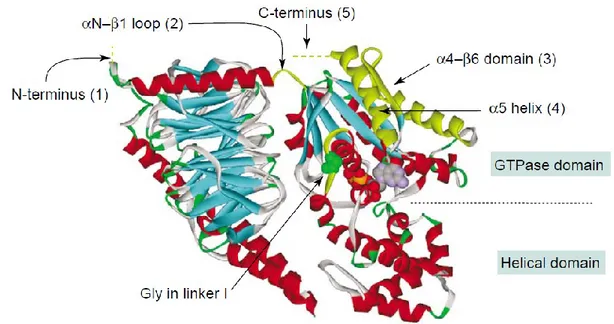 Figure 6. Structure of a heterotrimeric G protein. A highly conserved glycine residue in the linker I region 