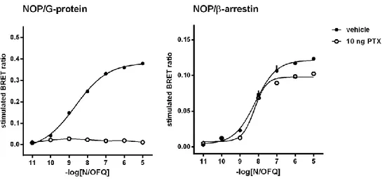 Figure 19. Concentration-response curves to N/OFQ - experiments performed in absence and in presence of 