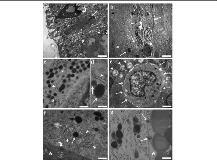 Fig. 9 Transmission electron micrographs from the mid-gut of a specimen of Squalius cephalus infected with Pomphorhynchus laevis