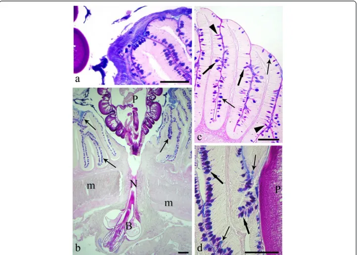 Fig. 1 a The intestinal mucosa of the infected Squalius cephalus is covered by a thick blanket of mucus positive to alcian blue (AB)