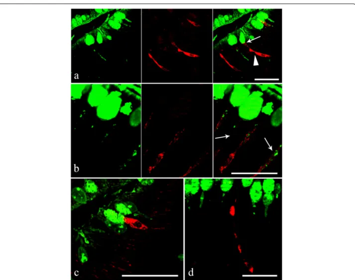 Fig. 7 a Within the acanthocephalan infected intestines of Squalius cephalus, the goblets of the mucous cells in the intestinal epithelium are shown to be immunofluroreactive to DBA (left image), while the endocrine cells are seen to be immmunofluroreactiv