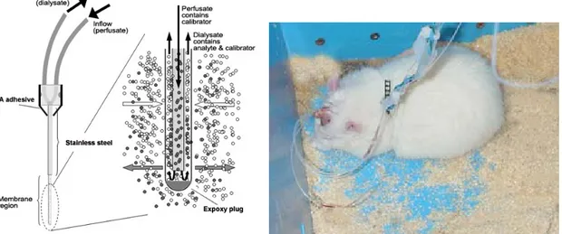 Fig 10. A close up schematic of a microdialysis probe during perfusion (left) and a typical dual probe  microdialysis experiment with a rat in home cage (right)