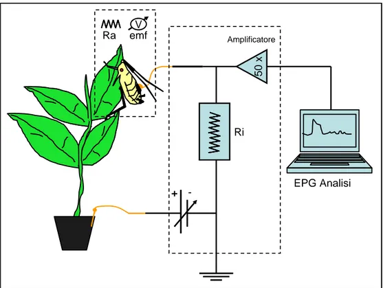 Fig 2: schema dell‟EPG-DC. Sono evidenziati in arancione gli elettrodi posti sul dorso dell‟insetto e nel terreno del vaso  contenente la pianta