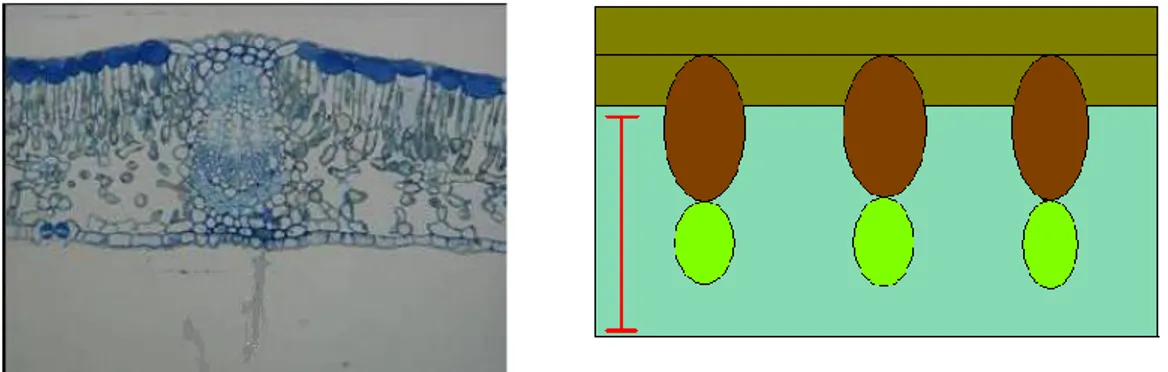 Fig. 16: da sinistra sezione di foglia di Pyrus communis (16 a); schema della sezione fogliare di Pyrus communis (16 b)  dove  in  verde  militare  viene  indicato  il  doppio  strato  di  parenchima  a  palizzata  che  contraddistingue  questa  specie  e 