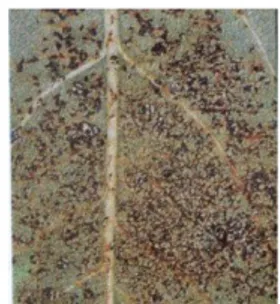 Fig. 1a:  Stephanitis pyri.       Fig 1b: S. pyri su foglie di Pyrus communis.        Fig