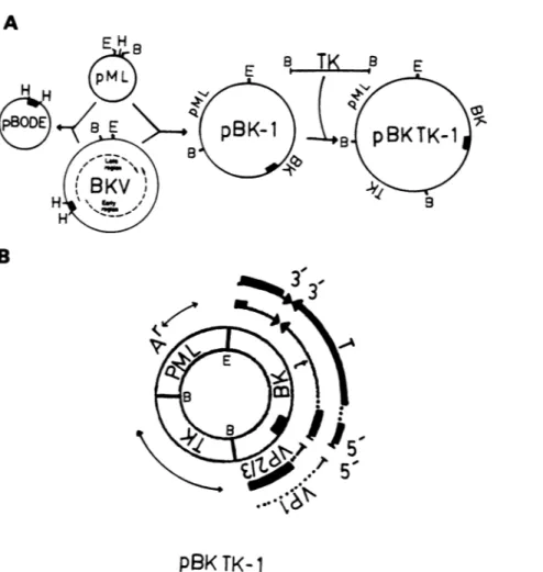 FIG. 1. Construction of vectors. (A) pBK TK-1 was constructed from BKV, the TK gene of HSV-1, and plasmid pML