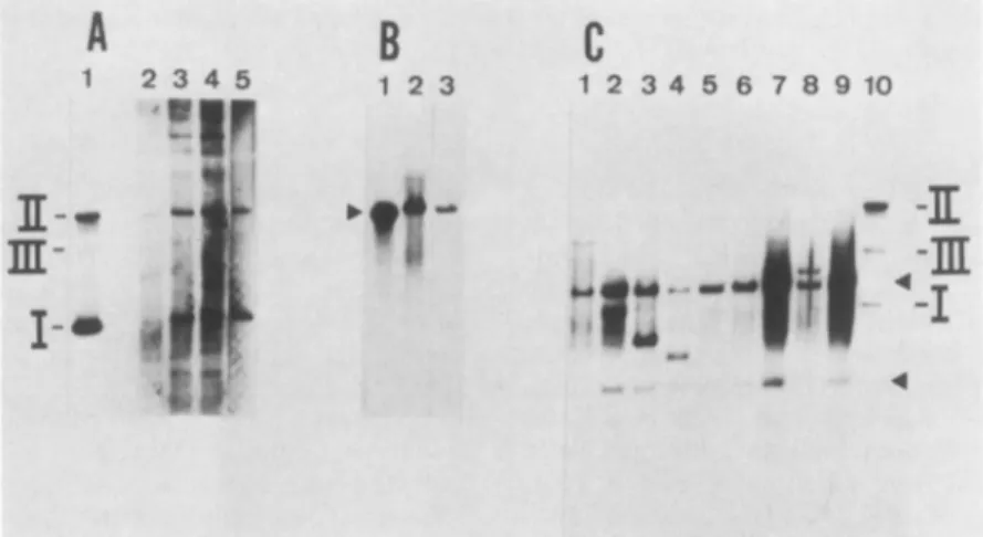 FIG. 3. Southern blots of DNA from TK+-transformed 143 B cell clones hybridized with pBK TK-1DNA