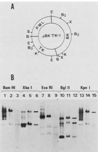 TABLE 1. Transformation of E. coli MC-1061 with HS DNAs from HeLa and 143 B cell clones transformed to the TK+