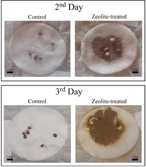 Figure 1. Two-day and three-day incubation of the seeds with MZ treatment and without MZ treatment.