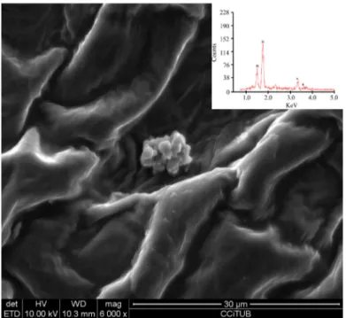 Figure 5. SEM digital image and EDX spectrum of MZ granules found on the surface of the husk.