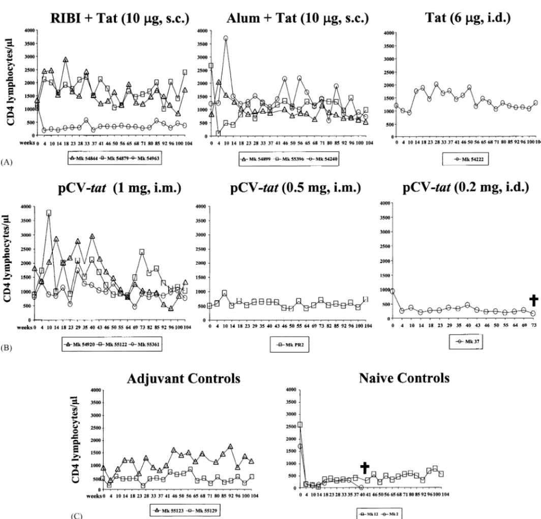 Fig. 3. CD4 T-cell counts up to week 104 after the challenge with SHIV89.6P. (A) Tat protein vaccinated monkeys; (B) tat DNA vaccinated monkeys; (C) adjuvant control and naive control monkeys.