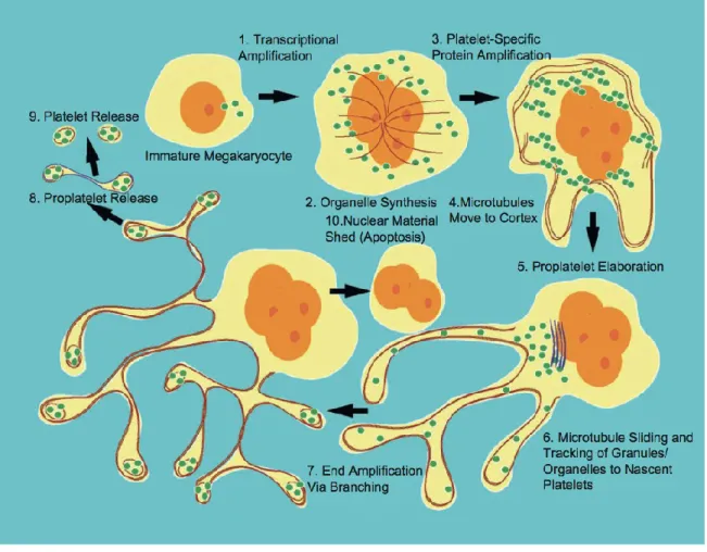 Figure 1.1.8. Propatelet model detailing some of the cytoskeletal mechanisms of platelet biogenesis  (Italiano JE and Hartwing JH