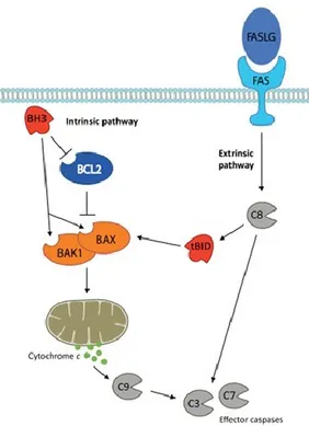 Figure 1.1.11. A schematic representation of the two pathways of apoptosis. (Kile BT. 2014) 