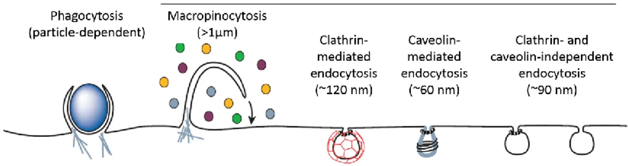 Figure 1.2 Different endocytic pathways. Phagocytosis is limited to specialized cells (e.g