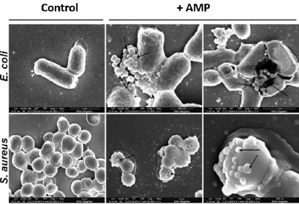 Figure 1.3 Scanning electron microscopy of two different bacterial strains untreated (control),  and  treated  with  AMPs  (+  AMP)