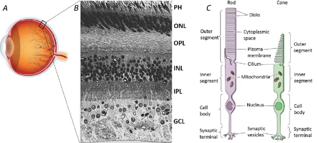Figure 1.5 Structure of the retina and photoreceptor cell types. (A) Eye picture; (B) Cross section of the retina  (400x), PH: photoreceptors layer, ONL: outer nuclear layer, OPL: outer plexiform layer, INL: inner nuclear  layer, IPL: inner plexiform layer