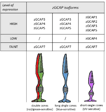 Figure 1.9 Schematic summary of zGCAP expression in different type of cones.  