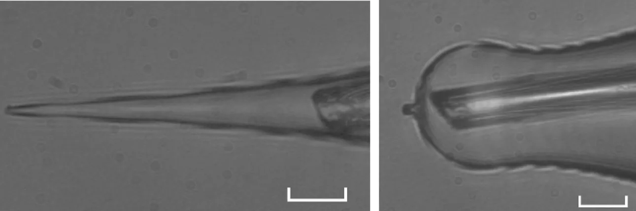 Figure 2.6 A teflon tube positioned inside the lumen of a conventional pipette as close as possible to its tip  (left); the same tube is inserted in a pressure polished pipette (right)