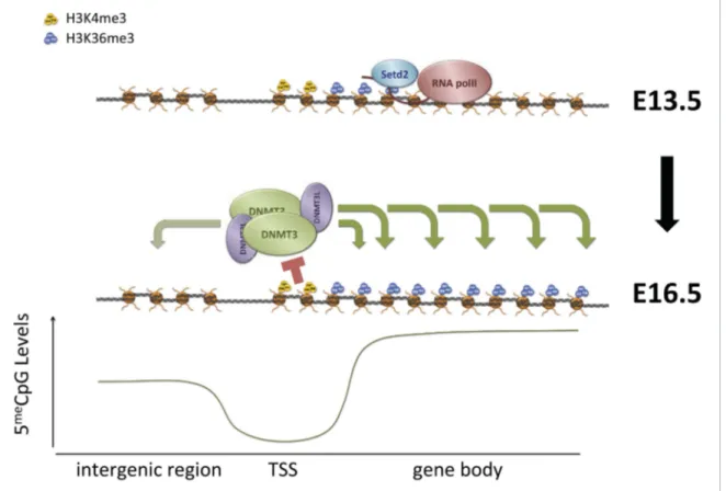 Figure 7. Proposed model for de novo DNA methylation establishment. Model proposed for the targeting of DNMT3 during events of de novo 5meC establishment after genome-wide erasure of DNA methylation