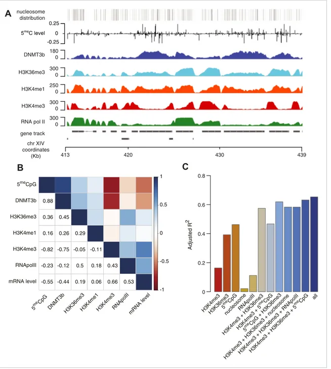 Figure 4. Correlation between histone marks and DNA methylation. (A) Genome-wide distribution of nucleosome, 5meC, DNMT3b, H3K36me3, H3K4me1, H3K4me3, and RNA polymerase II