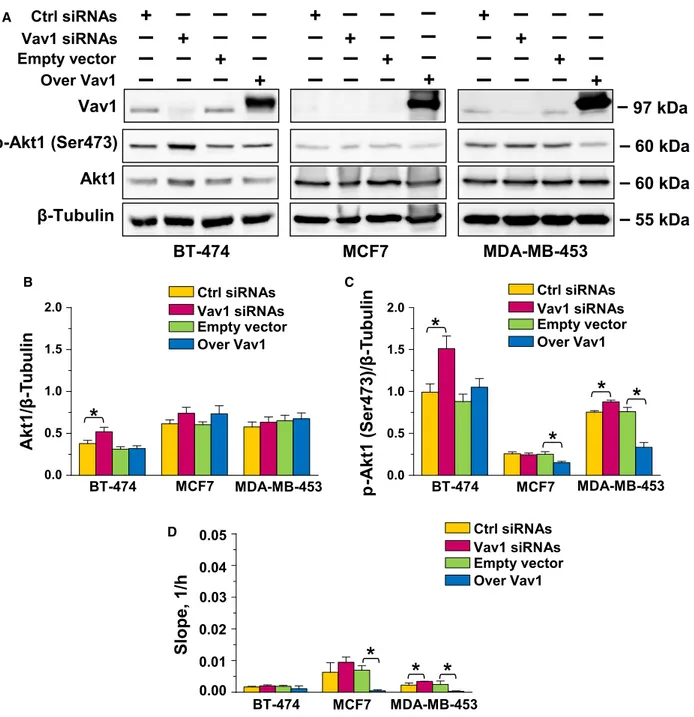 Fig. 3. Vav1-dependent regulation of Akt1 in breast cancer-derived cells with different phenotypes