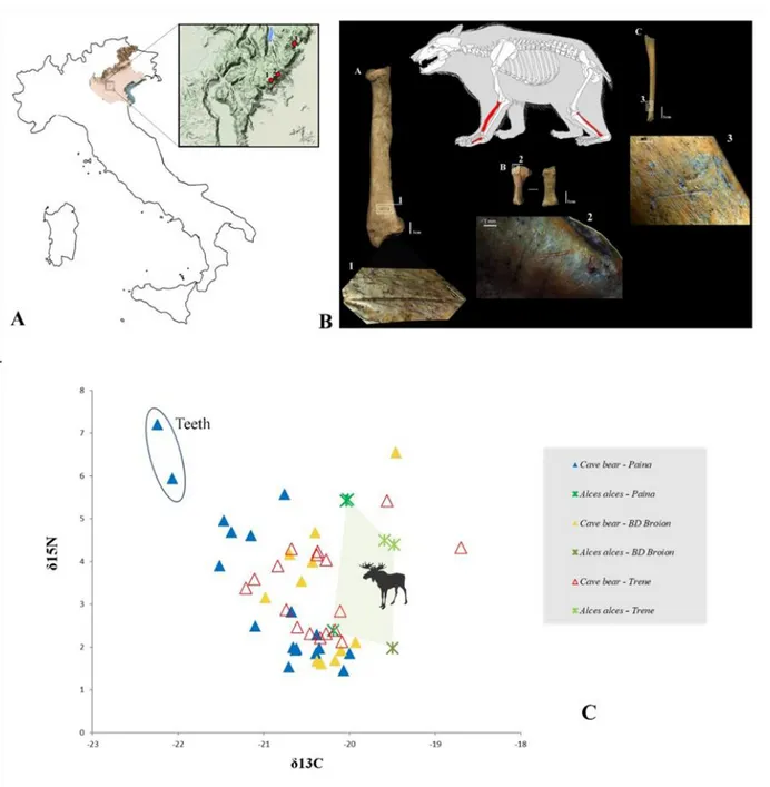 Fig. 1 - (A) Position of the palaeolithic caves in the Berici Hills considered in this work; (B) localization and details of anthropic traces; (C)  δ13C and δ15N values of cave bear and moose