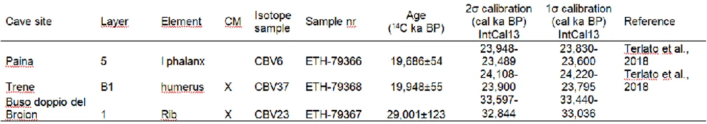 Tab. 1 - Radiocarbon dates of cave bear from Paina Cave, Trene Cave and Buso doppio del Broion calibrated  