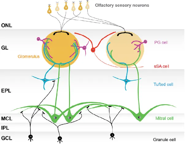 Figure 2 Basic model of the olfactory bulb network. The figure represents the conventional organization of the olfactory  bulb network