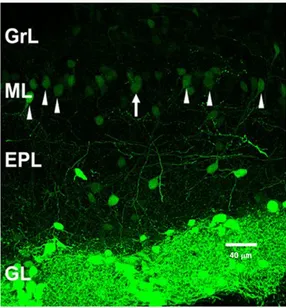 Figure  4  Dopaminergic  periglomerular  cells.  Coronal section of the mouse olfactory bulb with  dopaminergic  cells  expressing  the  GFP