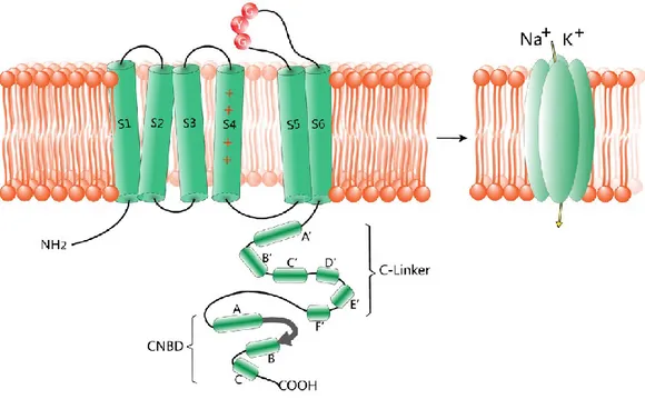 Figure 6 Structure of HCN channels.  Each subunit consists of six transmembrane segments (S1–S6), with the  positive  charged  voltage  sensor (S4)  and  the  pore  region  carrying  the  GYG  motif  between  S5  and  S6
