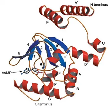 Figure  7  Structure  of  the  mouse  HCN2  C-linker  and  CNBD  construct  bound  to  cAMP