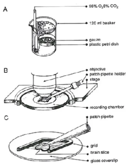 Figure 8 Slice preparation and recording  conditions. A: After sectioning, slices are  kept  in  a  carbogenated  high  sucrose  ACSF  where  they  remain  until  use