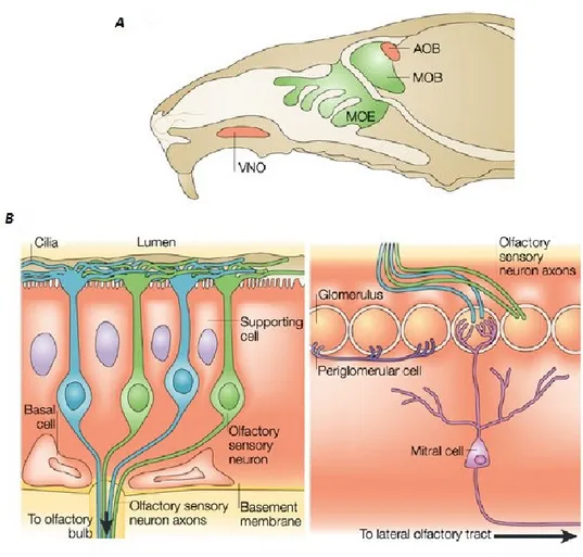 Figure 1 Mammalian olfactory system. A: Schematic representation of mouse head. From the main olfactory epithelium  (MOE), axonal fibers of olfactory sensory neurons project to the main olfactory bulb (MOB)