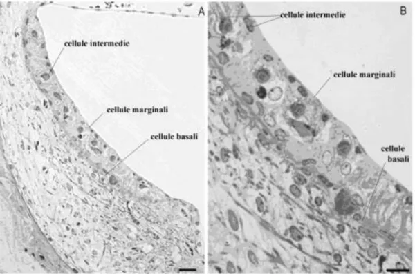 Figura 1.6 Stria vascolare di ratto da inclusione in resina che mostra i diversi tipi cellulari di cui 