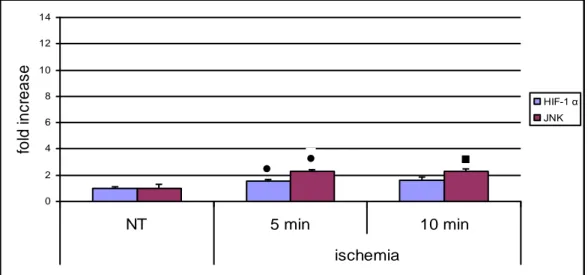 Figura    3.5  Espressione  genica  delle  proteine  coinvolte  nell’ipossia  e  nello  stress  ossidativo 