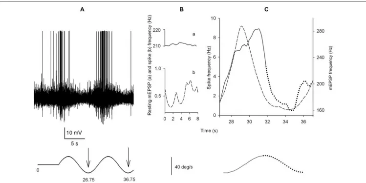 FIGURE 5 | Analysis of quantal emission and spike discharge at rest and during rotatory stimulation