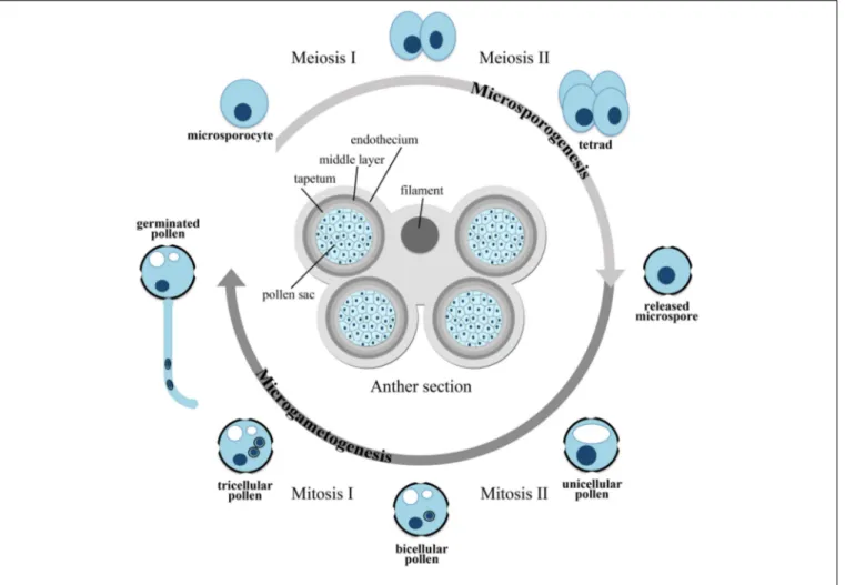 FIGURE 1 | Scheme of microsporogenesis and microgametogenesis.
