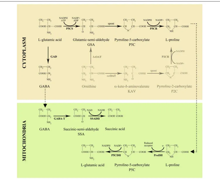 FIGURE 2 | Pathway of proline and GABA metabolism in higher plants.