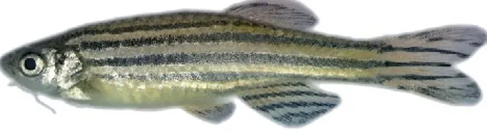 Figure 3. The cyprinid Danio rerio. The zebrafish (D. rerio) is a tropical freshwater fish belonging to the 