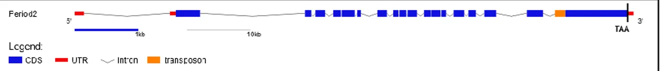 Figure  9.  Schematic  structure  of  the  cavefish  Period2  genomic  sequence.  The  cavefish  Per2  gene  is 