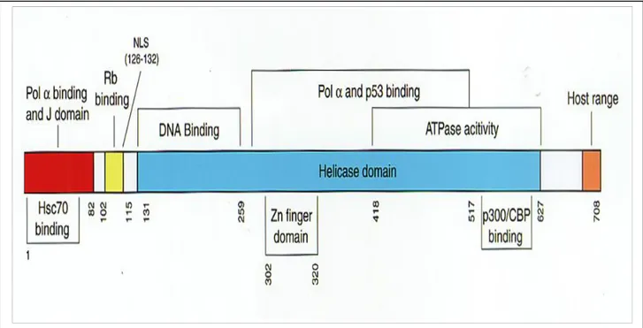 Figure  1.5: a  schematic  model  representing  the  functional  domains  of  SV40  Tag