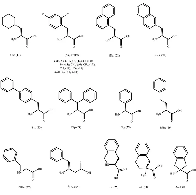 Figura 4. Struttura chimica degli aminoacidi non naturali utilizzati in posizione 2.H2NOOHH2NOOHH2N O OHHNOOHH2NH2NOOHH2N O OHH2NOOHH2NOOHH2NOOHXOOHH2NOOHHNOHOH2NCha (11)(pX, oY)PheY=H, X= I, (12); F, (13); Cl, (14);         Br, (15); CH3, (16); CF3, (17);