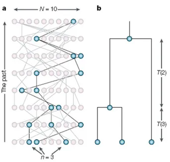 Figure 1: (a) Sample coalescent for 10 haploid individuals tracing back 8 generations.