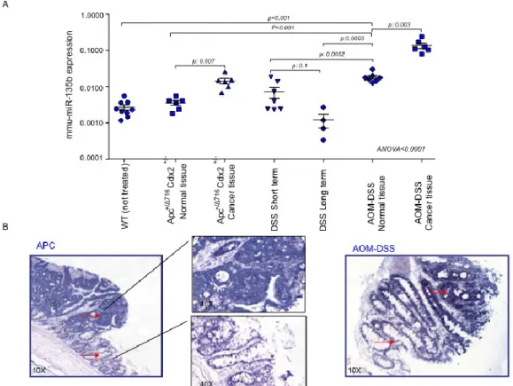 Figure 2.  A. miR-135b expression  was assessed by real time PCR in mouse tissues. The 