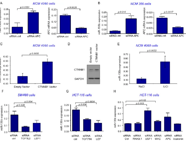 Figure  6.  hsa-miR-135b  expression  was  assessed  by  real  time  PCR  in  human  CRC  cell 