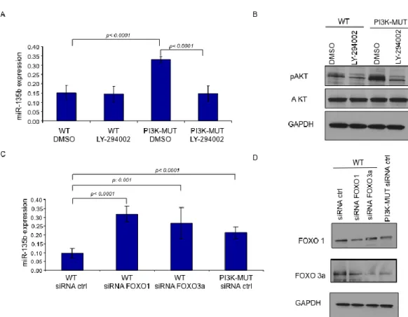 Figure 9. A. hsa-miR-135b expression was assessed by real time PCR in human CRC cell 
